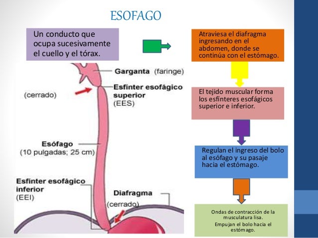 esfinteres esofagicos